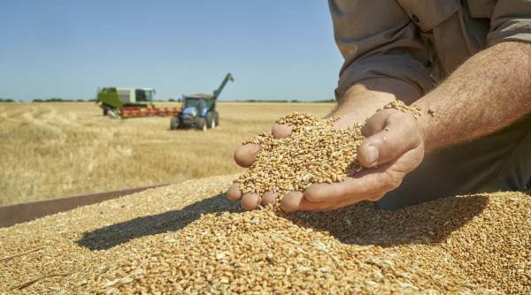 romania va avea o productie record de grau in acest an e cea mai mare recolta de dupa 1997 romania va avea o productie record de grau in acest an e cea mai mare recolta de dupa 1997