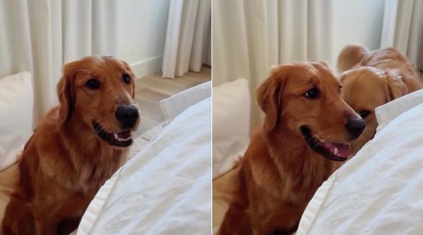 acest golden retriever are un mod unic de comunicare cu stapana lui exact asa ma comport si eu cand mi e foame acest golden retriever are un mod unic de comunicare cu stapana lui exact asa ma comport si eu cand mi e foame