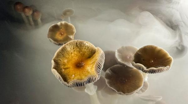 prima tara din ue care da acces la psilocibina pacientilor cu depresie in ce conditii vor primi psihedelicul din ciuperci magice