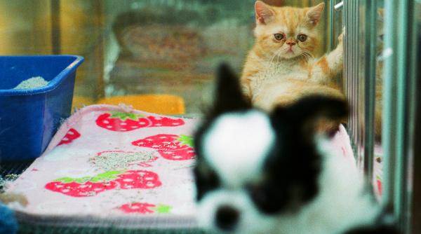 vanzarea cainilor si pisicilor in pet shop uri va fi interzisa in toate tarile ue lista cu noile masuri de protectie a animalelor