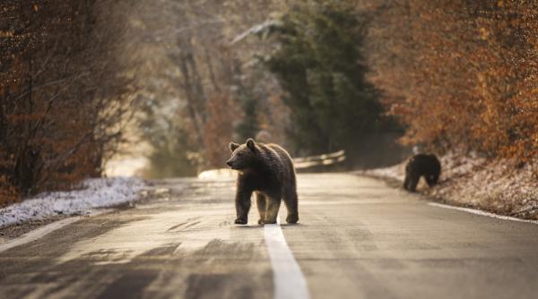 patru ursi au fost ucisi in harghita in ultimele doua saptamani jandarmii au fost sunati sa intervina de 27 de ori