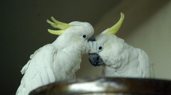 un nou studiu a dezvaluit ca papagalii cacadu danseaza folosind cel putin 30 de miscari distincte