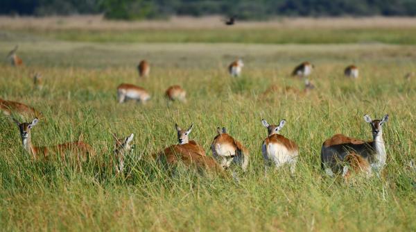 o antilopa robot cu 5g si ai umbla alaturi de turmele din tibet de ce este importanta si ce urmareste china