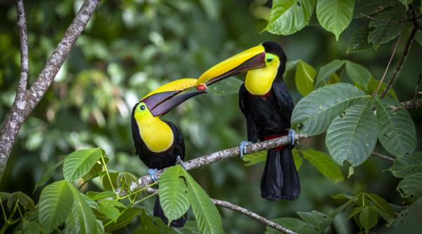 pasarile tropicale sunt victime ale caldurilor extreme populatia acestora a scazut cu pana la 38 in 70 de ani
