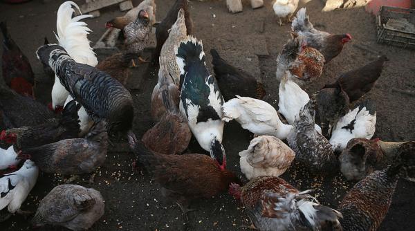 cate gaini ai voie sa cresti in curte legea prevede un numar maxim de pasari pe gospodarie si reguli stricte pentru cotete