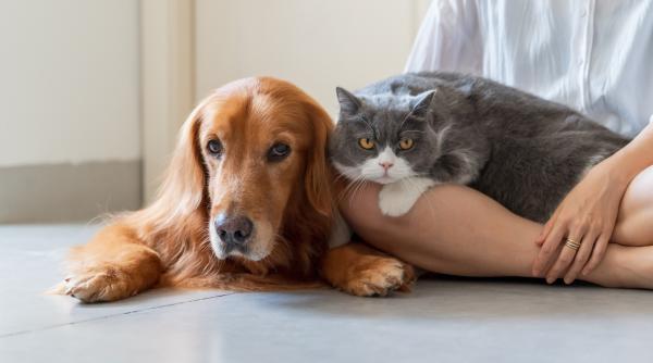 Doi soți abia căsătoriți au ajuns la divorț pentru că animalele lor de companie nu se înțeleg: Pisica ei mi-a atacat câinele