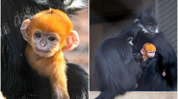 Un pui de maimuță cu blana portocalie s-a născut la grădina zoologică din Oklahoma: „E ceva deosebit pentru noi”
