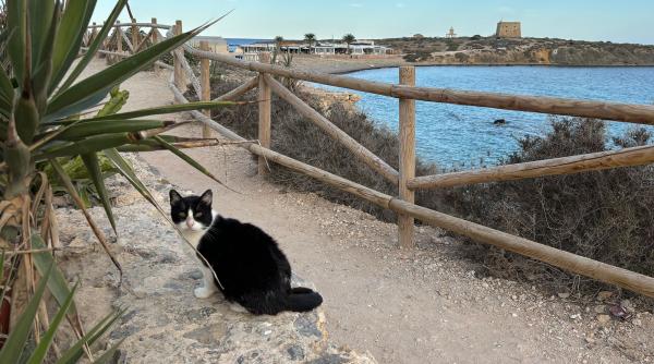 insula care are mai multe pisici decat locuitori e in europa si poate fi vizitata intr o zi