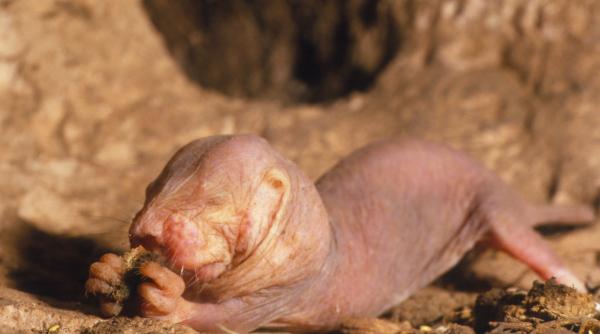 adn ul celor mai stranii dintre rozatoare ar putea detine cheia longevitatii umane