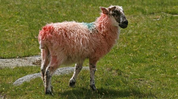 oaia cu lana roz urmeaza sa fie omologata anul viitor este o creatie romaneasca