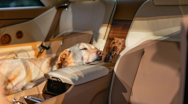Un cuplu din SUA a plătit un milion de dolari pe o mașină Rolls Royce personalizată pentru câinele familiei: Cum arată „Spectre Bailey”