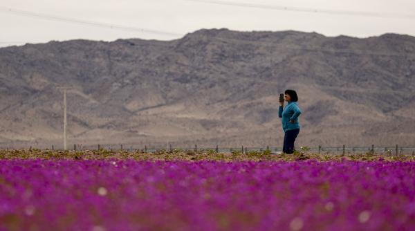 floarea care a colorat in roz cel mai arid desert din lume poate fi cheia culturilor imune la seceta pata de guanaco e unica in lume