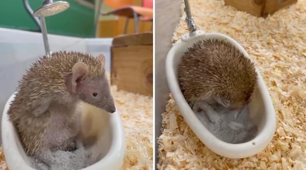 un tenrec adorabil care face baie in cada a cucerit internetul multi cred ca este arici n am stiut ca exista dar deja il iubesc