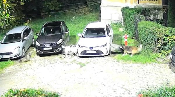 momentul in care cinci caini maidanezi distrug o masina parcata in petrosani soferita a aflat de la vecini cine a produs pagubele