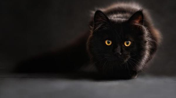 orasul european care a interzis adoptia pisicilor negre inainte de halloween teama de sacrificii rituale