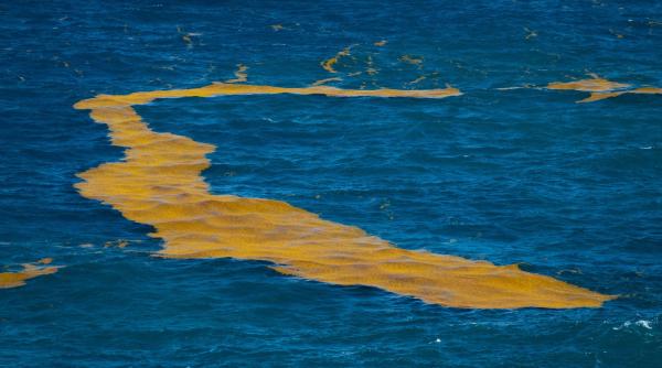 este oficial marea centura de sargassum din atlantic a devenit un fenomen oceanic fara precedent pata uriasa se vede din spatiu