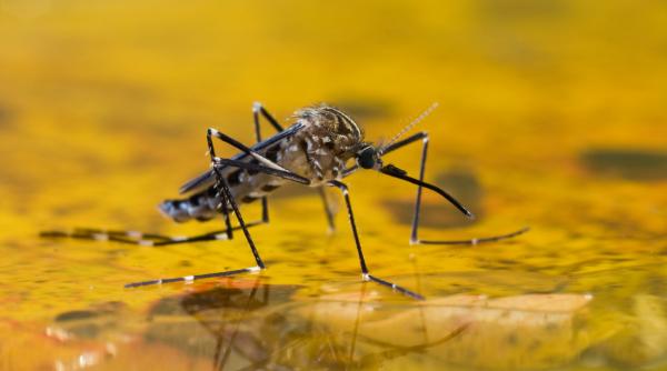 tara in care au aparut pentru prima data tantarii erau doar doua locuri in lume unde nu existau