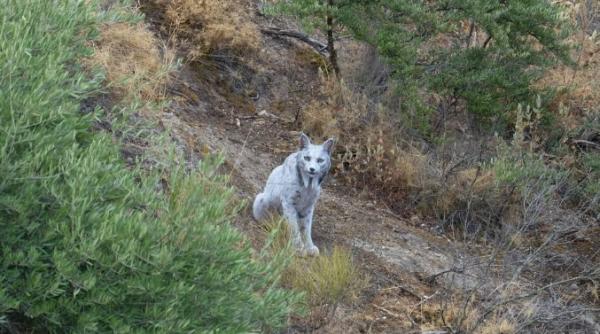 prima fotografie din lume cu un ras iberic alb surprinsa in spania animalul sufera de o mutatie genetica extrem de rara