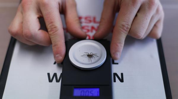 nevazuta de 40 de ani in marea britanie o specie rara de arahnide a fost redescoperita paianjenul lup a reaparut pe insula wight