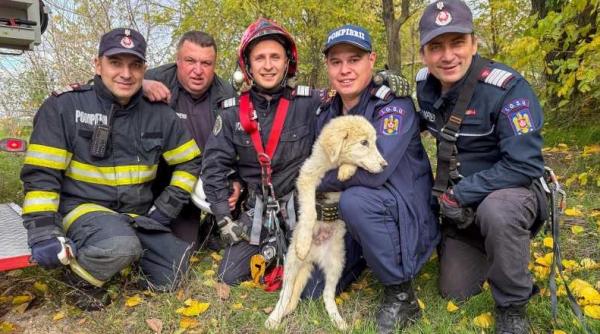 pompierii din tulcea au salvat o catelusa dintr o fantana dezafectata adanca de 15 metri