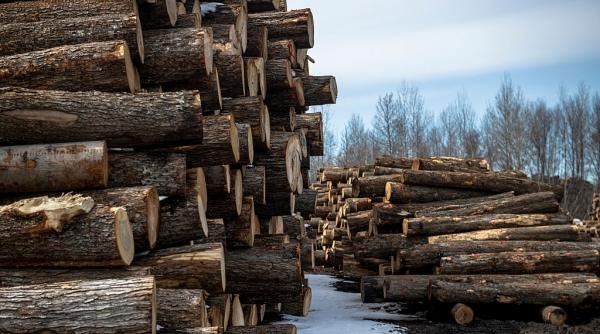 perchezitii la hotii de lemne din maramures si bistrita nasaud surse intr unul din dosare e vizat primarul din viseu de sus