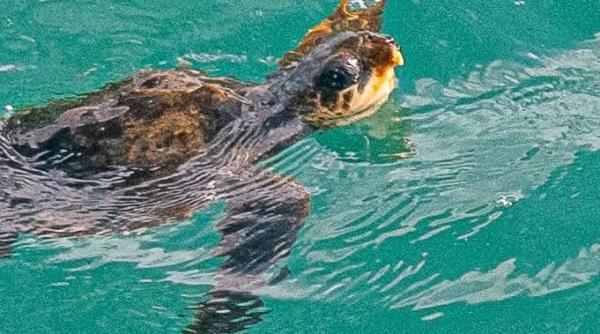 o testoasa din caraibe a ajuns pana pe tarmurile angliei purtata de uraganul melissa