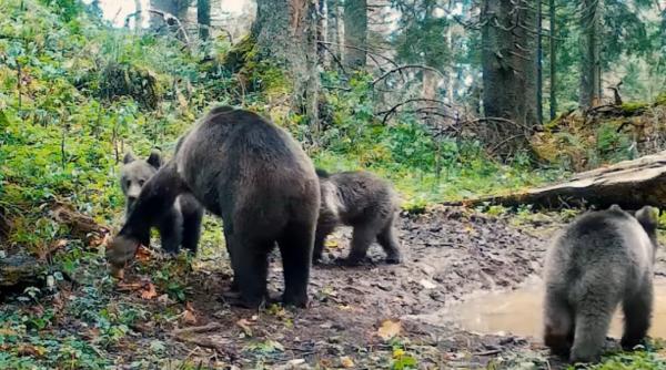 o ursoaica grijulie cu trei pui surprinsi pregatindu se pentru somnul de iarna imaginile au fost filmate intr o padure din apuseni