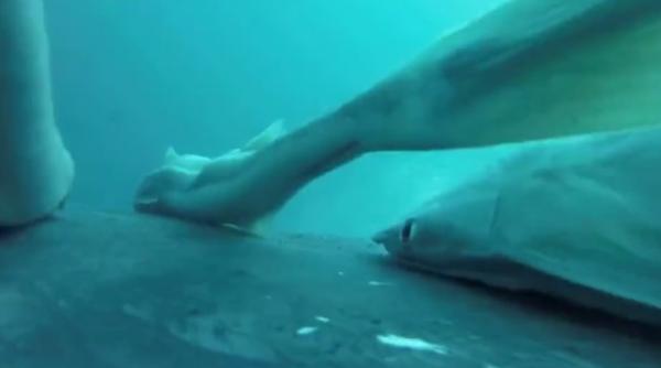 cea mai bizara plimbare prin ocean imagini rare cu pesti ventuza care fac surf pe spatele balenelor cu cocoasa