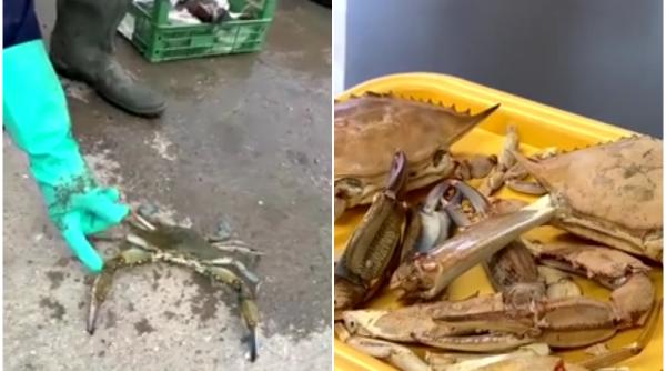 o specie foarte vorace a aparut in marea neagra si pune in pericol ecosistemul mananca tot ce prinde sfasie plasele de pescuit