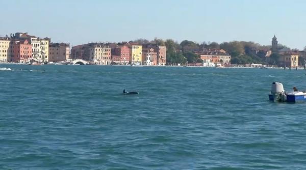 un delfin a ajuns atractie turistica in venetia mimmo s a obisnuit sa inoate pana la piata san marco expertii sunt insa ingrijorati