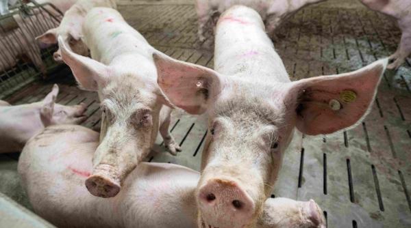 Românii îşi rezervă de pe acum porcii pentru Crăciun, de teama celor mai scumpe sărbători. Cât costă un kilogram de carne