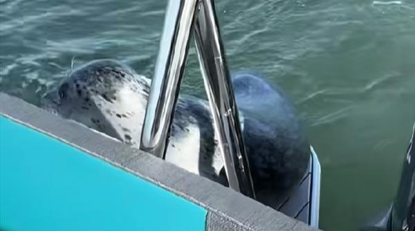 imagini spectaculoase cu momentul in care o foca sare in barca unui fotograf ca sa scape cu viata de un atac al orcilor