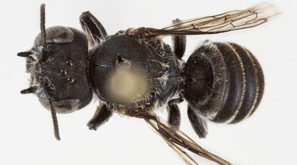 lucifer o noua specie de albina care are coarne ca de diavol a fost descoperita de cercetatori unde traieste insecta