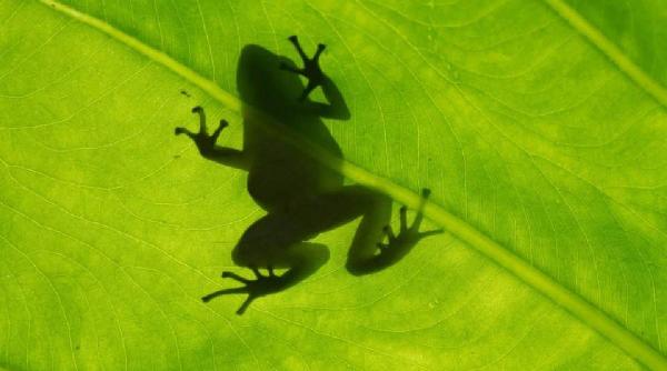 mai intai au murit broastele apoi s au imbolnavit oamenii cum declinul naturii loveste direct in sanatatea noastra