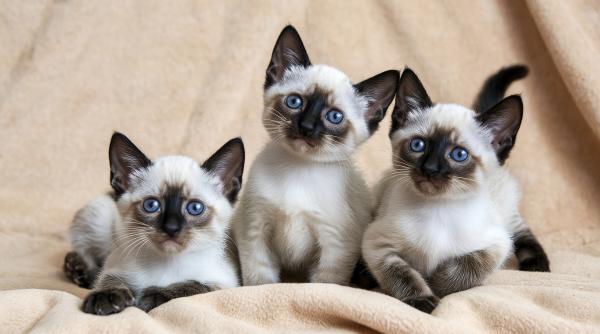 guvernul thailandei a decis ca pisicile siameze sa devina simbol national motivul potentialul economic