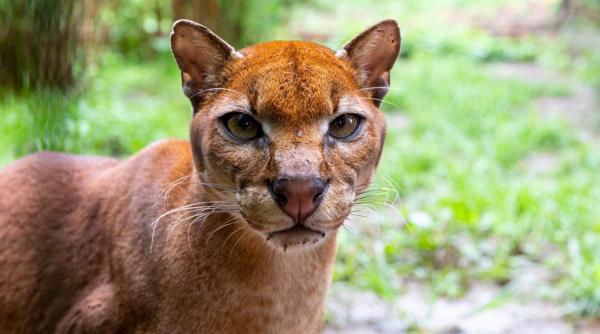 pisica aurie criptica este atat de rara incat nimeni nu stie cate exemplare exista in lume inteligenta artificiala schimba asta