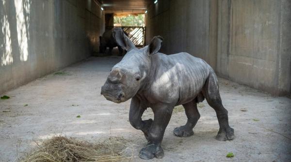 Un pui de rinocer alb s-a născut la o grădină zoologică din Valencia. Numele lui va fi ales prin vot