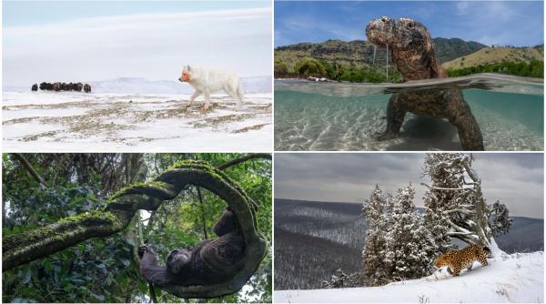 Un lup arctic la vânătoare, cimpanzeul tolănit și multe altele. Cele mai uimitoare imagini din natură premiate la Nature inFocus 2025