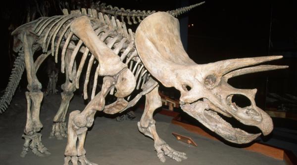 Un schelet de triceratops s-a vândut la licitație pentru suma de 5,3 milioane de dolari, la New York