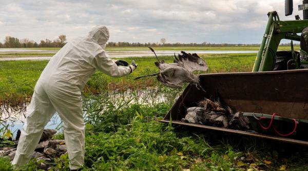 Alertă sanitară în SUA: Deces cauzat de o nouă tulpină de gripă aviară raportată la om
