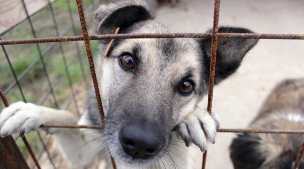 Pachet de legi revoluționar pentru viața animalelor, declarate ”ființe vii”. Câinii sănătoși din adăposturi nu vor mai fi eutanasiați