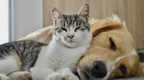 Noi reguli pentru protejarea animalelor de companie în UE: Microciparea câinilor și pisicilor devine obligatorie