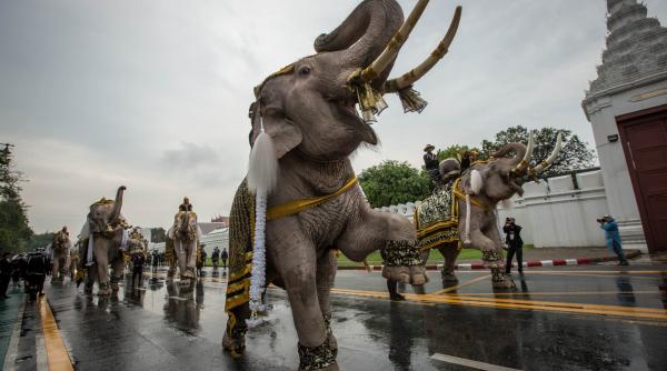 Elefanți roz au mărșăluit pe străzile din Bangkok, iar imaginile au devenit virale. Ce s-a întâmplat, de fapt