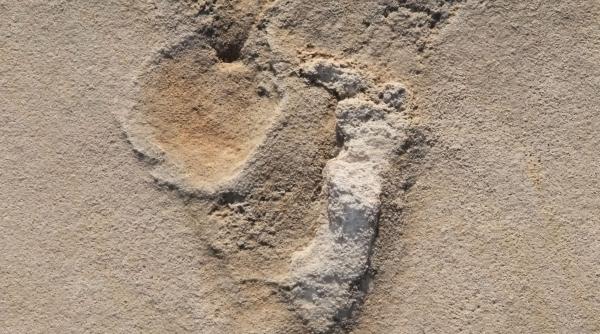 Lucy are un rival. Oamenii de ştiinţă au descoperit o nouă specie de hominid. Ce s-a aflat despre "piciorul din Burtele" 