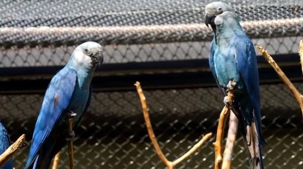 papagalii albastri sunt amenintati cu disparitia de un virus mortal