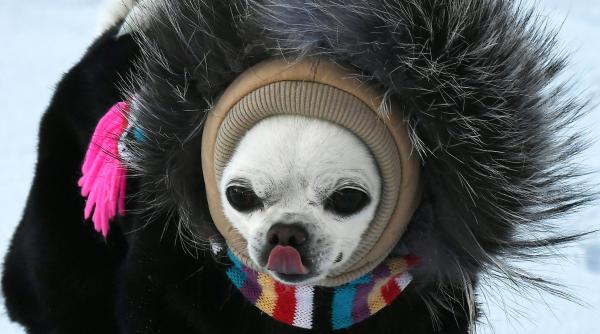 majoritatea cainilor de companie au adn de lup arata noi studii care sunt rasele lupine chihuahua e pe lista bullmastifful nu