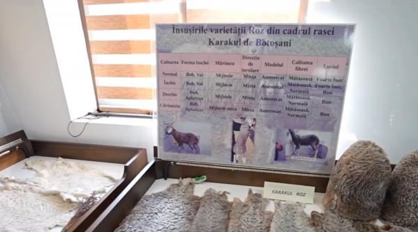 oaia cu lana roz urmeaza sa fie omologata in 2026 nu e vorba de vopsire ci de o mutatie genetica obtinuta dupa 40 de ani de cercetare