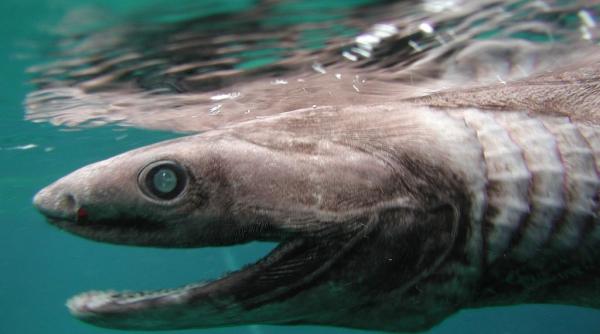 rechini misteriosi cu aspect preistoric ucisi pentru industria de cosmetice specia e amenintata din cauza ficatului pe care l au