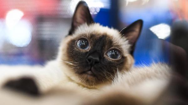 cand au devenit pisicile animale de companie s a intamplat mult mai tarziu decat se credea