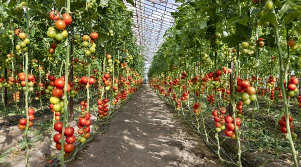 Ce se întâmplă cu impozitul pe sere și solarii. Anunțul ministrului Agriculturii